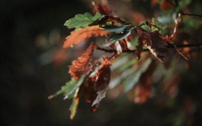 A propos du stage rio de ce 1er décembre 2019