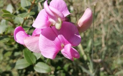 Stage Rio Abierto  Coeur et expression du Coeur